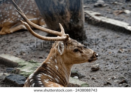 Close up picture Spotted deer, A deer in a zoo