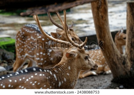 Close up picture Spotted deer, A deer in a zoo