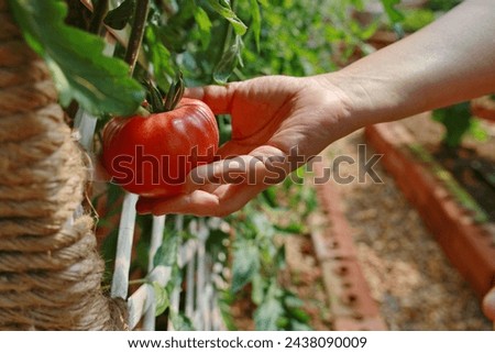 Beefsteak tomato Tomatoes have large, bright red fruits. The gardener is harvesting the produce from the tomato plants. Tomatoes growing on the fence their plants ready to harvest in organic farm
 Royalty-Free Stock Photo #2438090009