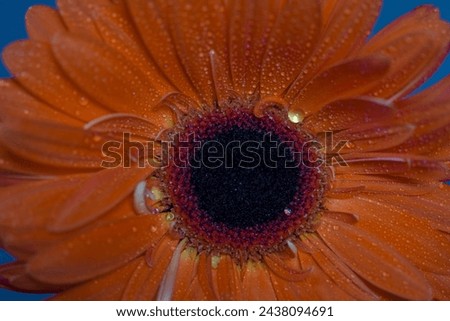 Aecthetic macro photo. Orange gerbera with drops of dew on the petals on a dark background. nature-inspired graphic design