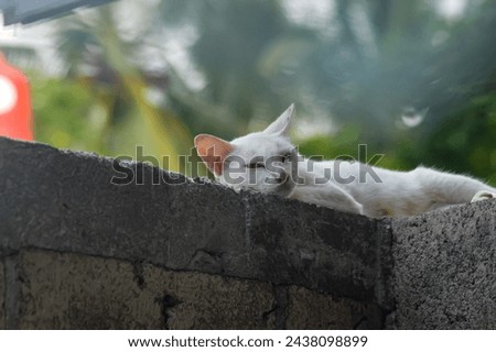 White cat is sleeping on a brick. Cute cat.