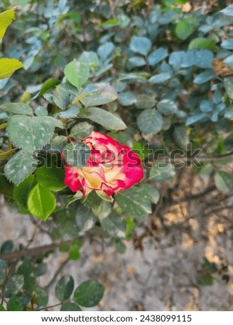 beautiful red rose 🌹 amazing look 