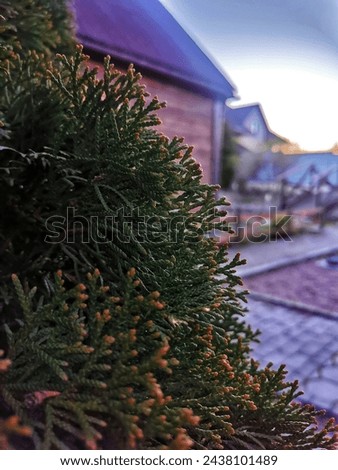 Green coniferous thuja shrub in macro photography against the background of a village courtyard in a lilac sunset