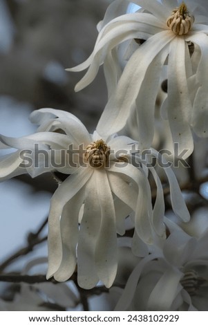beautiful blossoms of a white Magnolia stellata