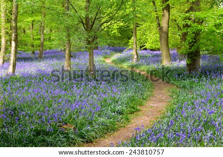Bluebell Wood Royalty-Free Stock Photo #243810757