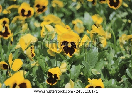 Viola tricolor, the spring flower concept, the nature