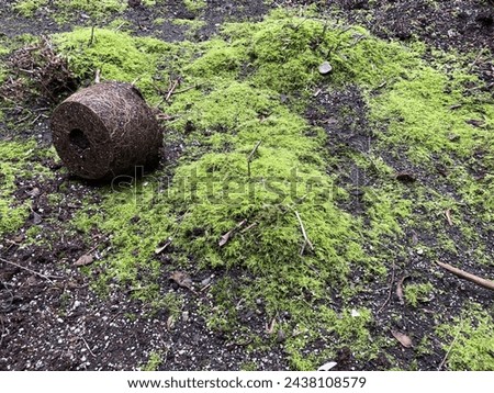 Pot root on green moss Royalty-Free Stock Photo #2438108579