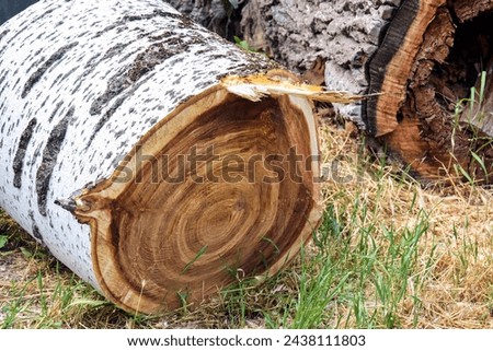 Annual rings of sawn tree. Trunk of old poplar tree, sawn into pieces. Preparation of wood for chopping firewood. Sanitary cleaning of forest park. Close-up. Selective focus. Royalty-Free Stock Photo #2438111803