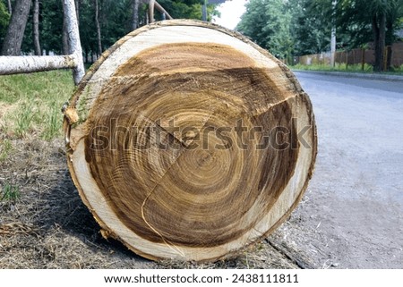 Annual rings of sawn tree. Trunk of old poplar tree, sawn into pieces. Preparation of wood for chopping firewood. Sanitary cleaning of forest park. Close-up. Selective focus. Royalty-Free Stock Photo #2438111811
