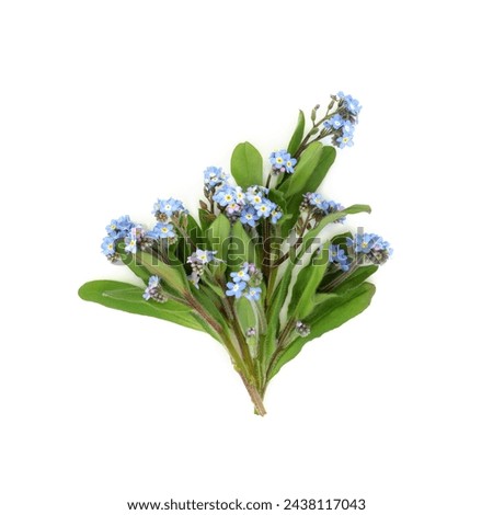 Forget Me Not edible flower herb bouquet on white background. Used in food decoration and herbal medicine to treat lung problems and nosebleeds. Myosotis. Symbol of fidelity. Royalty-Free Stock Photo #2438117043