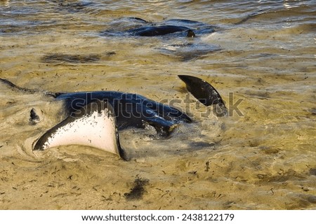 Large stingray flapping its pectoral fins at a shallow beach, Hamelin Bay, Western Australia
 Royalty-Free Stock Photo #2438122179