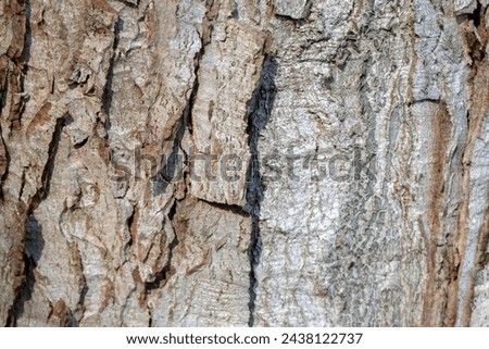 Close Up Bark Acer Saccharinum  Royalty-Free Stock Photo #2438122737