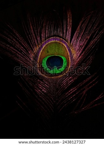 beautiful peacock feather, Edited photo.