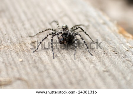 Big spider eat fly (extreme closeup photo)