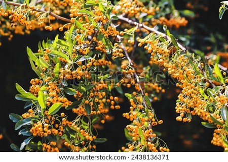 Lush Scarlet firethorn photoed at late summer.  Royalty-Free Stock Photo #2438136371
