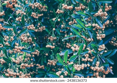 Lush Scarlet firethorn photoed at late summer.  Royalty-Free Stock Photo #2438136373