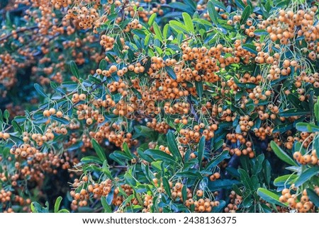 Lush Scarlet firethorn photoed at late summer.  Royalty-Free Stock Photo #2438136375