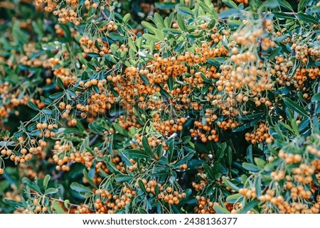 Lush Scarlet firethorn photoed at late summer.  Royalty-Free Stock Photo #2438136377