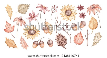 Autumn plants clip art hand drawn by watercolor. Autumn nature. Leaves and flowers set. Autumn forest plants