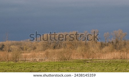 sunny meadow with bare willow  trees and reed under dark rainclouds in the wetlands of Bourgoyen nature reserve, Ghent, Flanders, Belgium Royalty-Free Stock Photo #2438145359