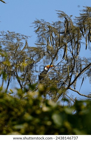 Toucan on a tree, Iguazu waterfalls between argentina and brazil. Tropical forest or jungle.