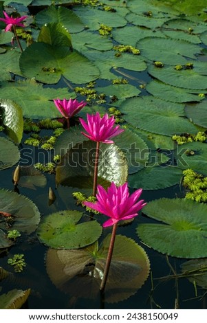 Lotus Flowers in Malarikkal Tourism Kerala Kottayam Kerala Tourism Royalty-Free Stock Photo #2438150049
