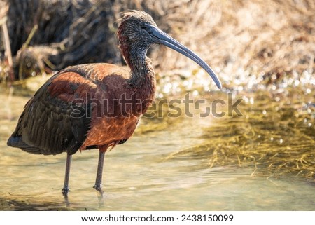 The glossy ibis, latin name Plegadis falcinellus, searching for food in the shallow lagoon. A brown ibis stands in the water on the shore of the lake. Royalty-Free Stock Photo #2438150099