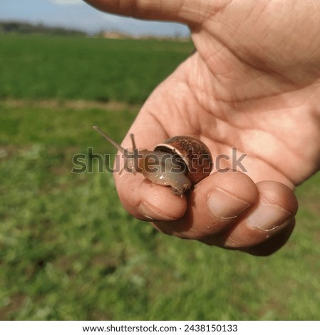 Mr Choumat, a distinguished gentleman with a serene countenance, holds a delicate snail in his hand with a tender touch, displaying an unexpected harmony between man and nature.  Royalty-Free Stock Photo #2438150133