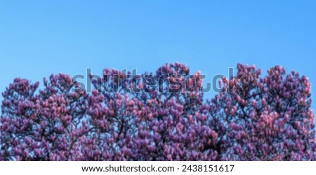 Pink magnolia flowers against the blue sky in early spring. Blur effect. Spring concept.