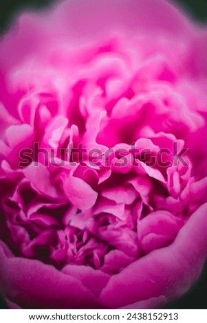 Pink peony flower closeup macro photography moody