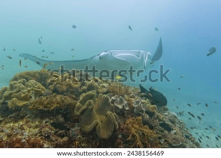 An isolated Manta in the blue sea background Royalty-Free Stock Photo #2438156469