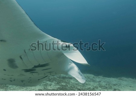 An isolated Manta in the blue sea background Royalty-Free Stock Photo #2438156547
