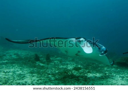 An isolated Manta coming to you in the blue background Royalty-Free Stock Photo #2438156551