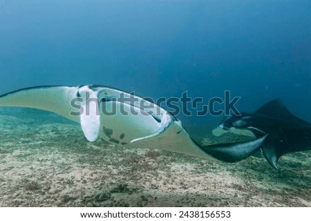 An isolated Manta in the blue sea background Royalty-Free Stock Photo #2438156553