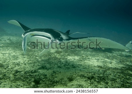 An isolated Manta coming to you in the blue background Royalty-Free Stock Photo #2438156557