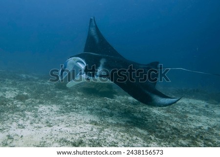 An isolated Manta in the blue sea background Royalty-Free Stock Photo #2438156573