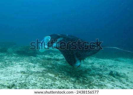 An isolated Manta in the blue sea background Royalty-Free Stock Photo #2438156577
