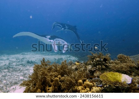 An isolated Manta in the blue sea background Royalty-Free Stock Photo #2438156611