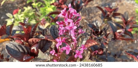 Beautiful and colorful Bartachia shrub flower