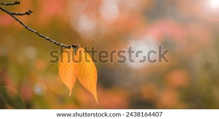 panoramic photography of two leaves on a branch in the autumn season