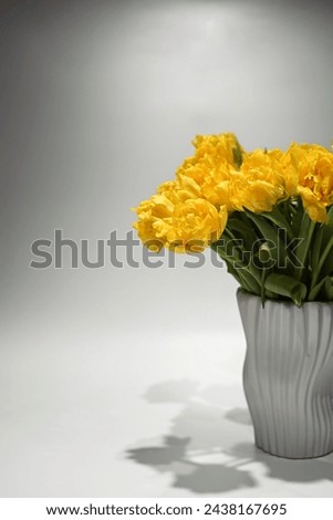 bright yellow tulips given to a girl for the spring holiday on March 8. Yellow tulips in a vase