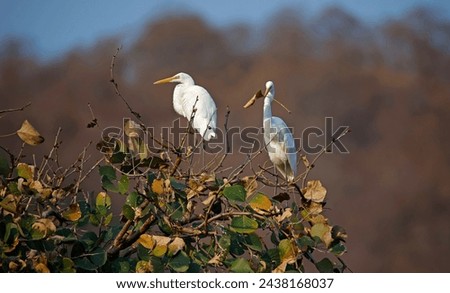 Intermediate egrets collecting leaves in Ranthambore India