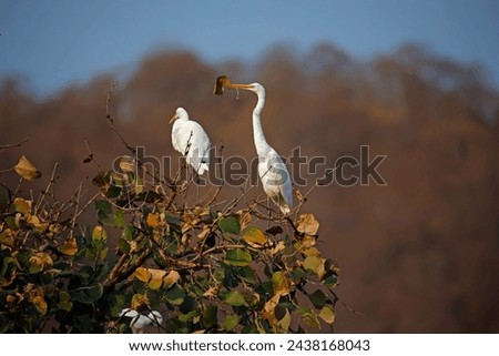 Intermediate egrets collecting leaves in Ranthambore India