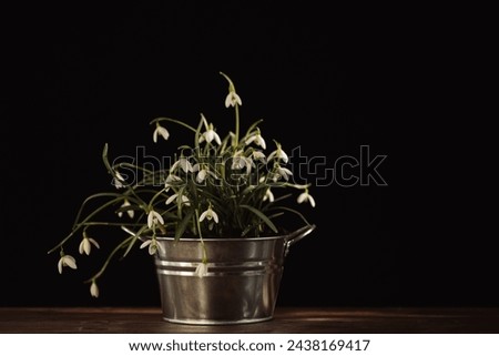 White snowdrop flowers (Galanthus nivalis) in a tin pot on old wooden table indoors Royalty-Free Stock Photo #2438169417