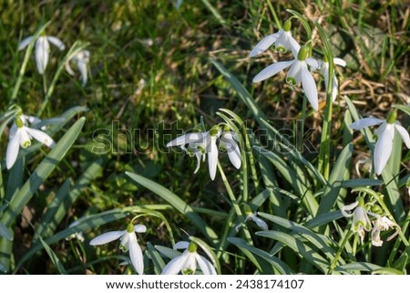 Snowheads bloom in spring. Beautiful blooming in the grass at sunset. A delicate snowflake is one of the symbols of spring. (Amaryllidaceae - Galanthus nivalis)