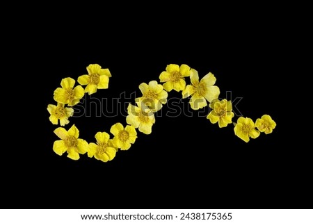 Pressed and dried yellow flowers eschscholzia. Isolated 
