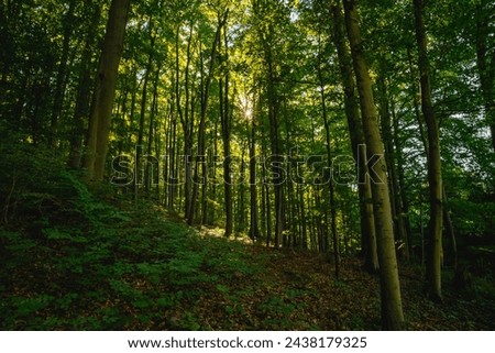 Sun in the forest, forest mood, sunlight, trees