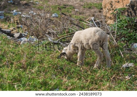 A small lamb in the process of eating grass got carried away and approaches cliff with garbage. Dangerous situations concept, we get carried away with a pleasant activity for us, missing danger.