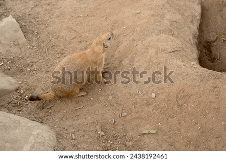 Prairie dog - Cynomys ludovicianus - wild isolated near its den, revealing the animal's natural habitat and behaviors Royalty-Free Stock Photo #2438192461