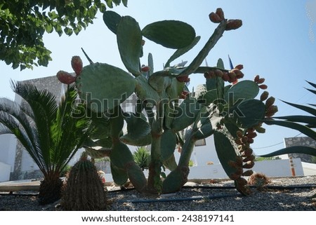 Opuntia ficus-indica with fruits grows in August. Opuntia ficus-indica, the Indian fig opuntia, fig opuntia, or prickly pear, is a species of cactus that has long been a domesticated crop plant.  Royalty-Free Stock Photo #2438197141